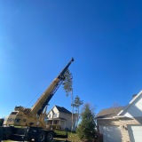 treesandcrane.com