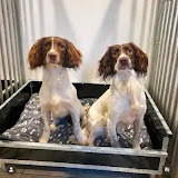 www.quailhollowkennels.co.uk